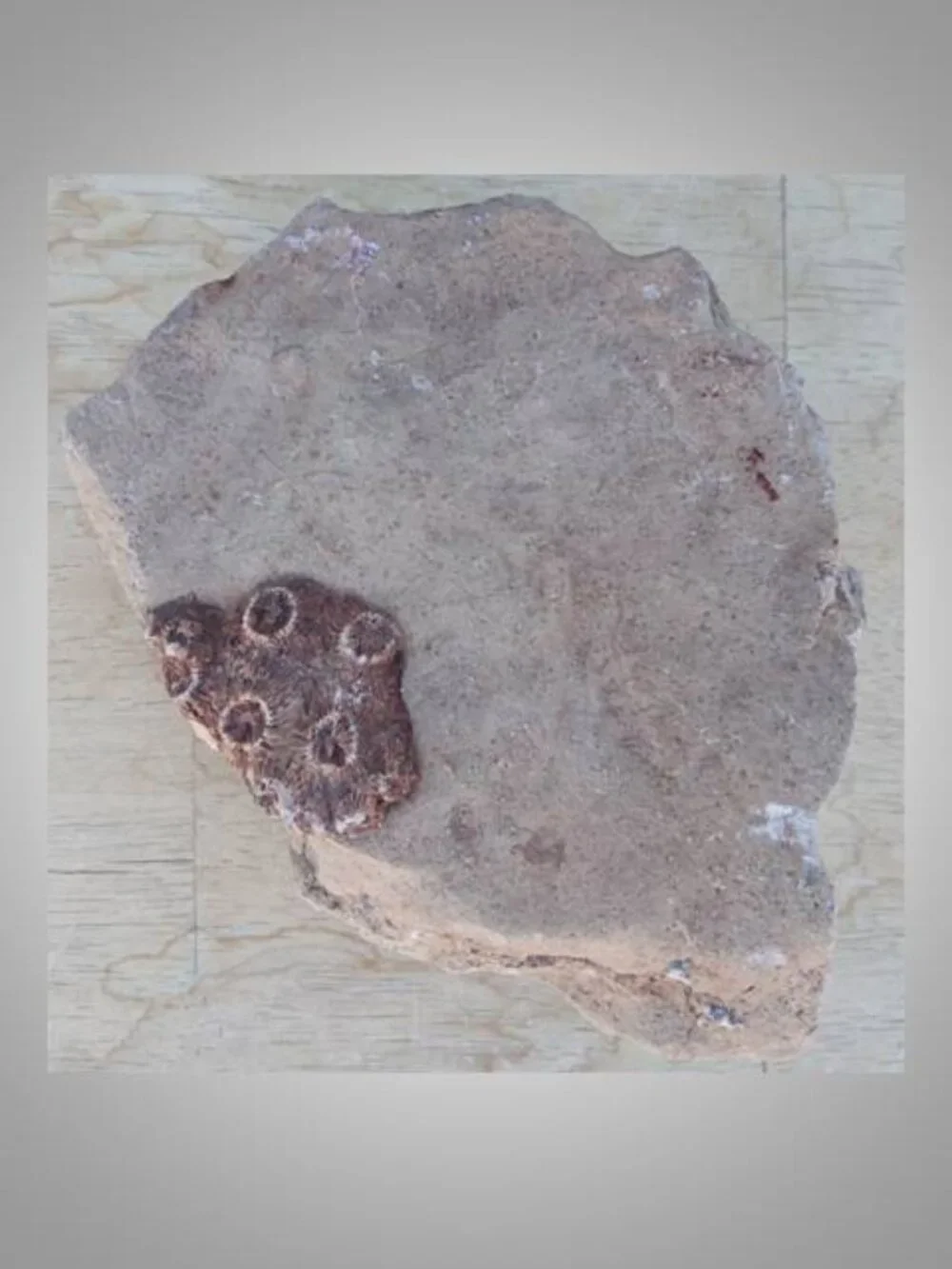 fossilized horn coral from Arizona